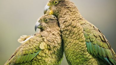 أمراض تنتقل من الحيوانات إلى الإنسان